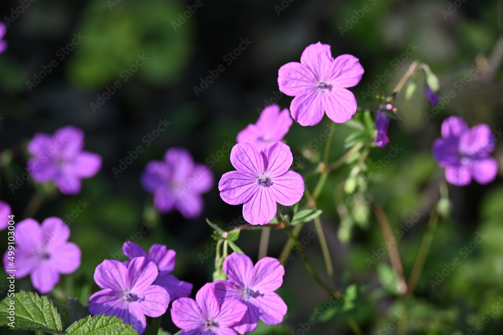 Geranium asphodeloides is a spreading deciduous perennial to 40cm tall, with small, rounded, deeply lobed leaves and profuse white or light pink flowers 2cm wide, with conspicuous magenta 