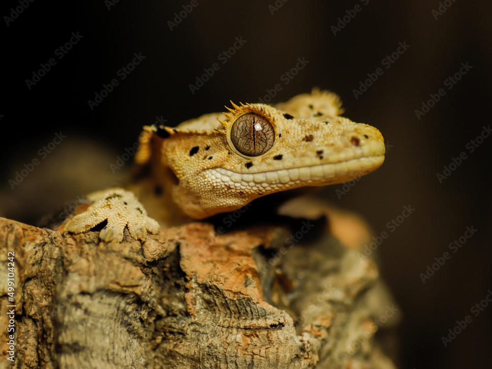 Obraz premium Baby crested gecko