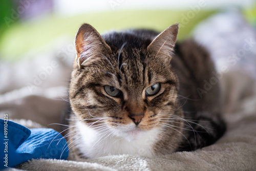 Wallpaper Mural Gatta Torontodigital.ca