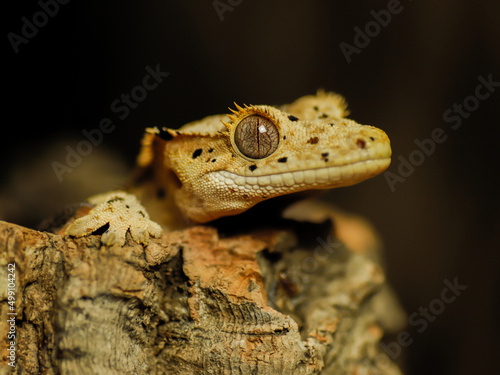 Baby crested gecko photo