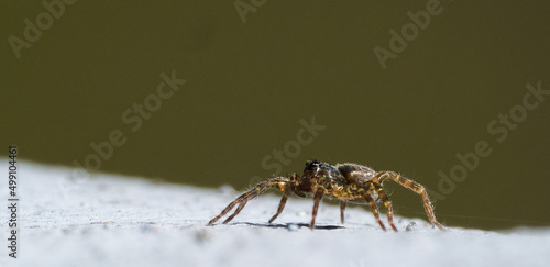 A small spider basking on a bony post.