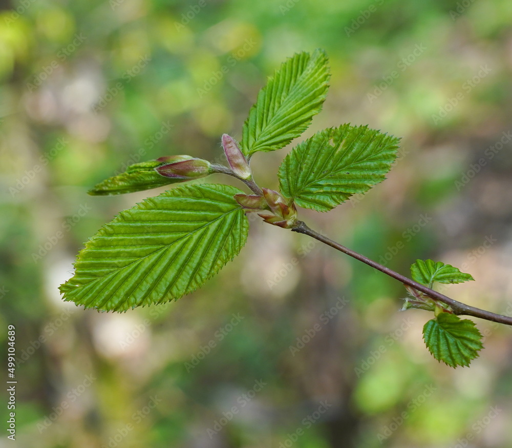fresh green on a beech hedge,frisches grün an einer buchenhecke