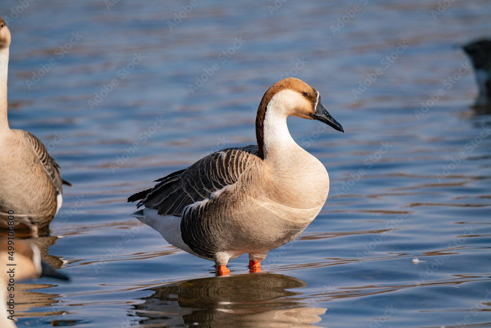 When winter comes, geese forage freely, swim and fly in groups in the river.
When winter comes, geese forage freely, swim and fly in groups in the river.
