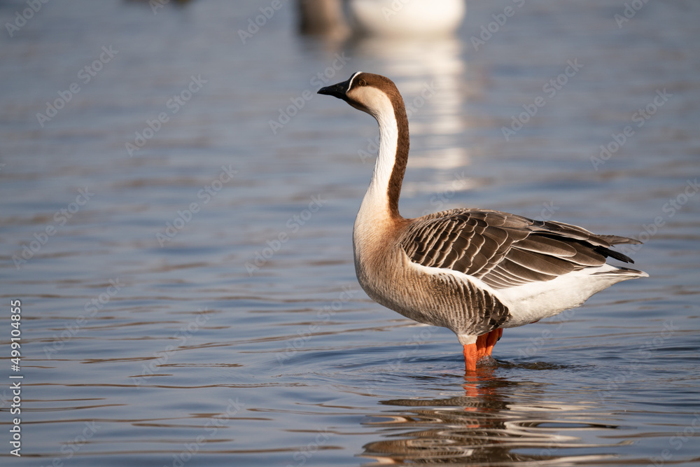 When winter comes, geese forage freely, swim and fly in groups in the river.	
