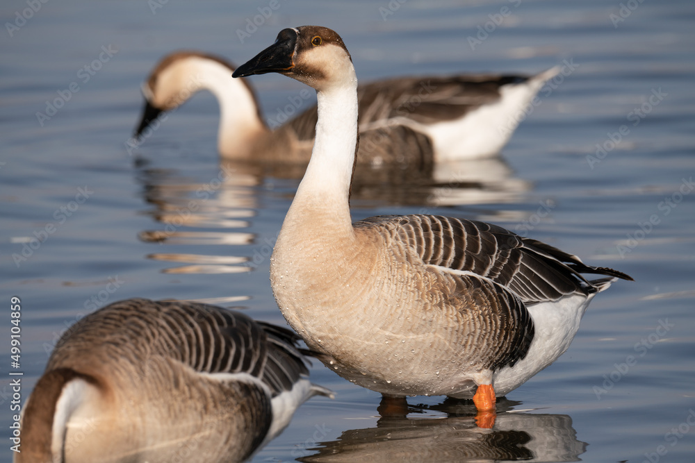 When winter comes, geese forage freely, swim and fly in groups in the river.
When winter comes, geese forage freely, swim and fly in groups in the river.