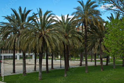 Palm trees in public park in old riverbed of river Turia in Valencia,Spain,Europe 