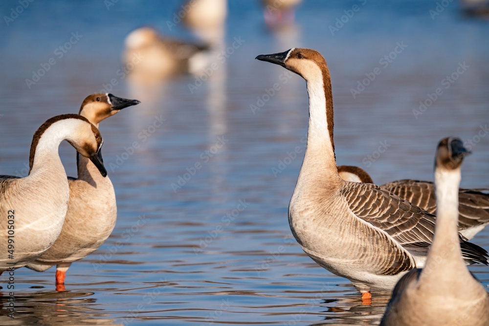 When winter comes, geese forage freely, swim and fly in groups in the river.
When winter comes, geese forage freely, swim and fly in groups in the river.