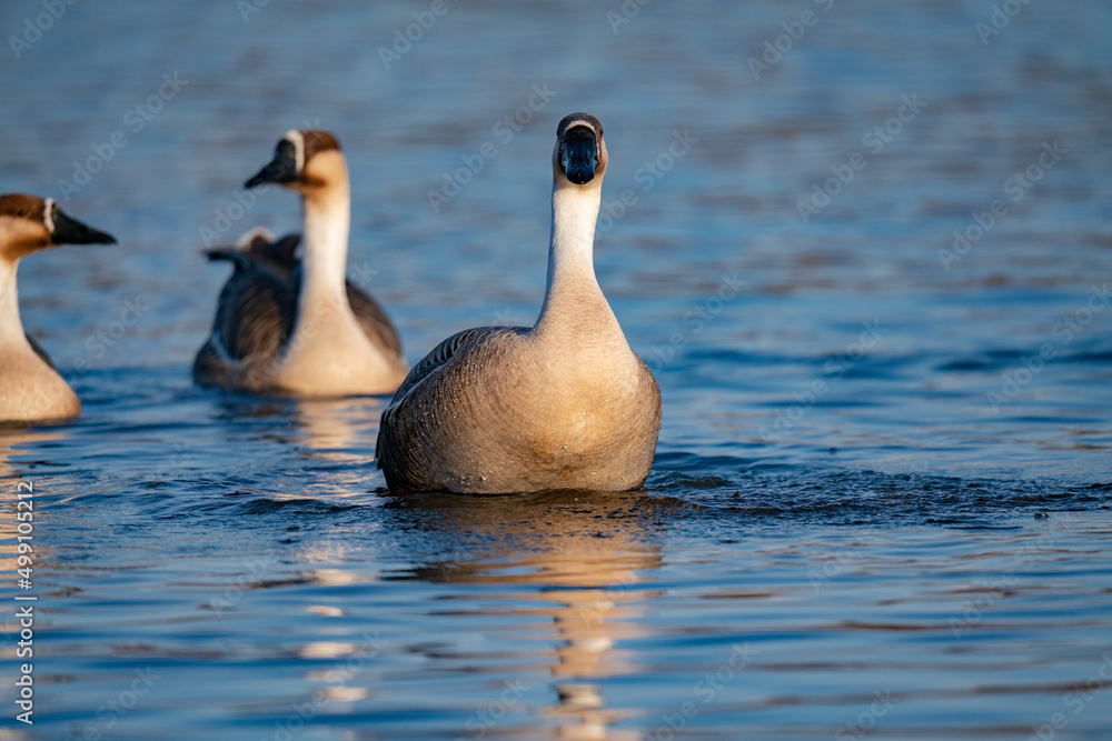 Fototapeta premium When winter comes, geese forage freely, swim and fly in groups in the river. 