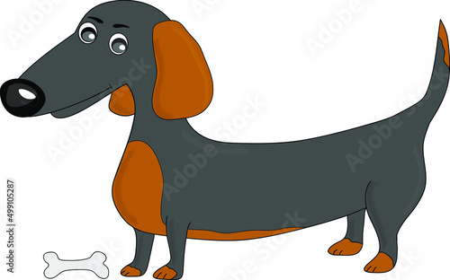 dachshund