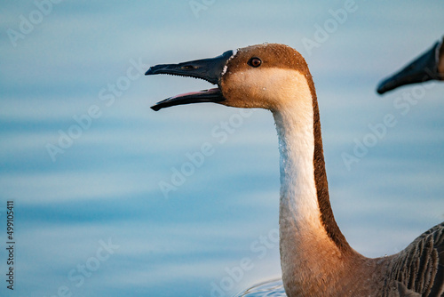 When winter comes, geese forage freely, swim and fly in groups in the river.