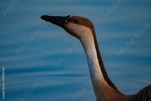 When winter comes, geese forage freely, swim and fly in groups in the river.	
