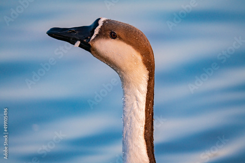 When winter comes, geese forage freely, swim and fly in groups in the river.	
