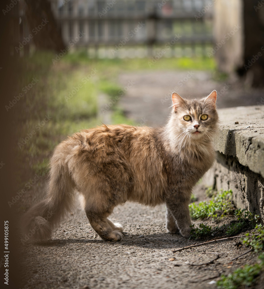 Surprised cat walking in the garden, amazing wildlife Surprised cat walking in the garden, amazing wildlife