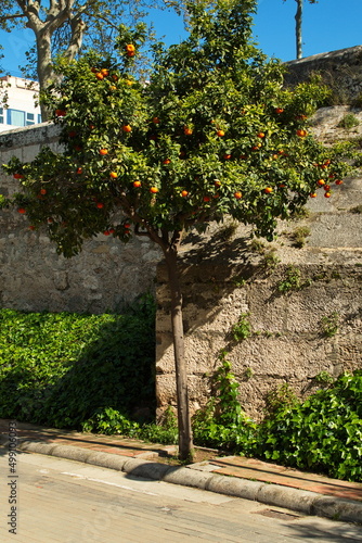 Orange tree on a street in Valencia Spain Europe 