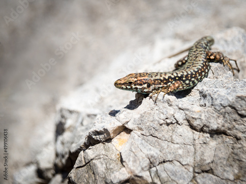 Small lizard on a rock on the beach