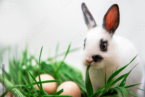 white rabbit with black spots on the Easter eggs