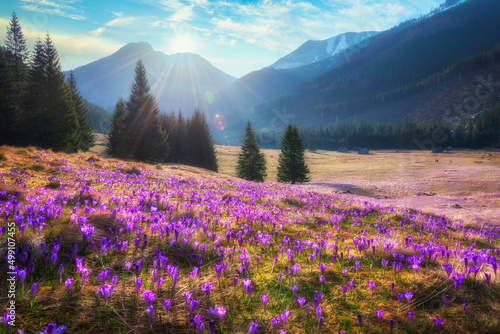 Beautiful spring landscape of mountains with crocus flowers - Tatry mountains - Chocholowska Valley
