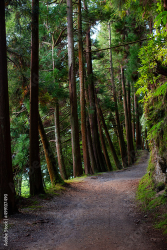 Path on spring forest