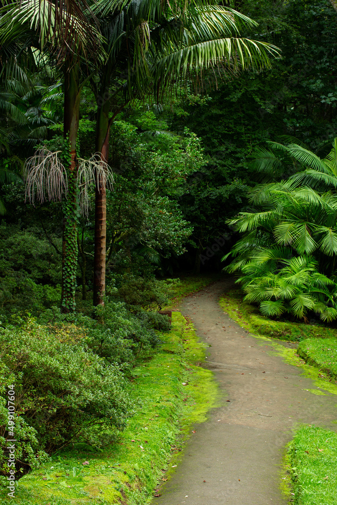 Path to deep Tropical forest