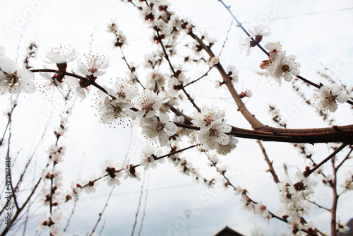 apricot tree 001