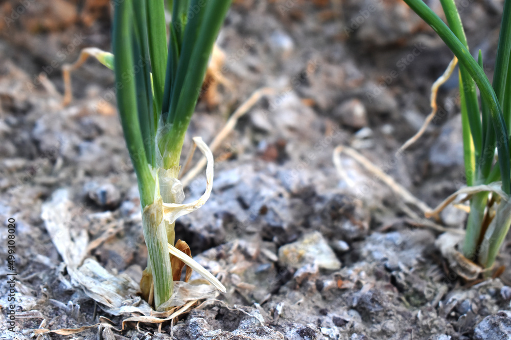 Fototapeta premium spring onion sprouts
