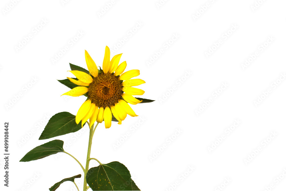 Fototapeta premium sunflower isolated on white