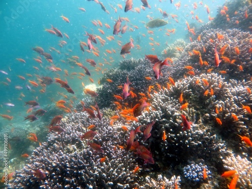 red sea fish and coral reef 