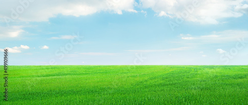 Fotografiet Field of green crops under light blue sky with clouds, landscape panorama
