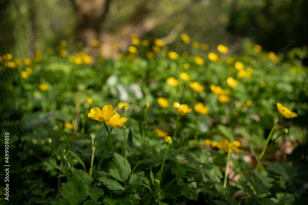Field of beauty yellow flowers in the garden. Spring flowers.