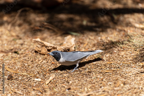 Bild auf Leinwand Australian black-faced cuckooshrike eating worm on the ground.