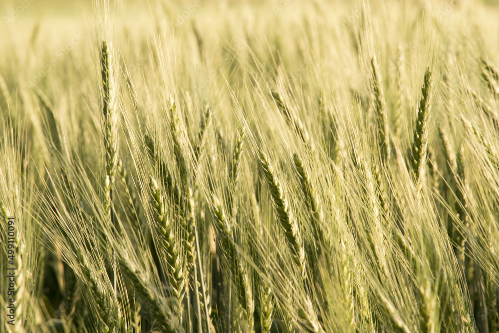 Wheat field and sunny day.