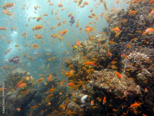 Fototapeta Naklejka Na Ścianę i Meble -  red sea fish and coral reef 