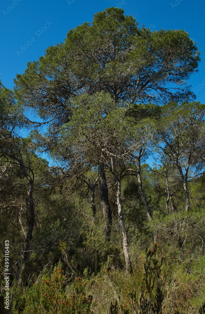 Pine trees in Parc Natural de Turia at La Vallesa near Valencia,Spain,Europe

