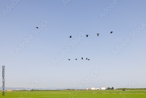 Bandada de moritos comunes sobre los arrozales de El Palmar, Valencia (España)