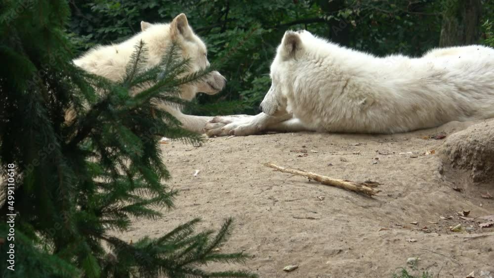 Arctic wolf (Canis lupus arctos), also known as the white wolf or polar wolf Arctic wolf (Canis lupus arctos), also known as the white wolf or polar wolf