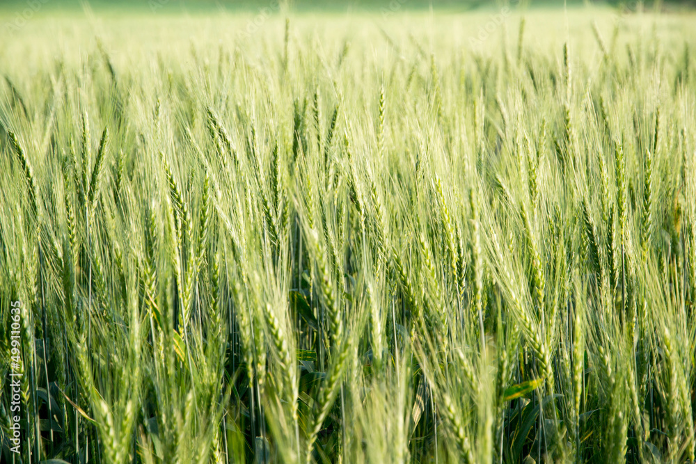 Wheat field and sunny day. Wheat field and sunny day.
