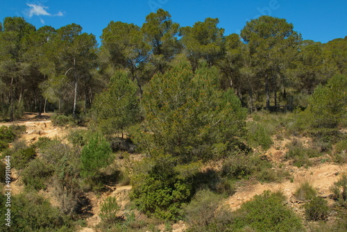 Pine trees in Parc Natural de Turia at La Vallesa near Valencia,Spain,Europe 