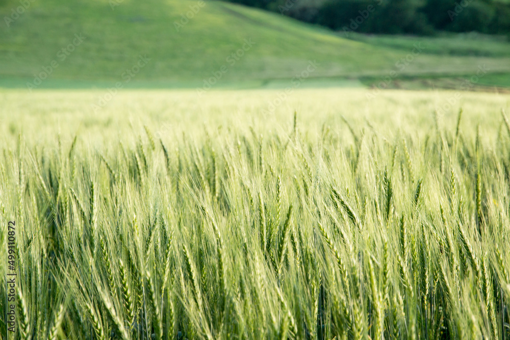 Wheat field and sunny day. Wheat field and sunny day.