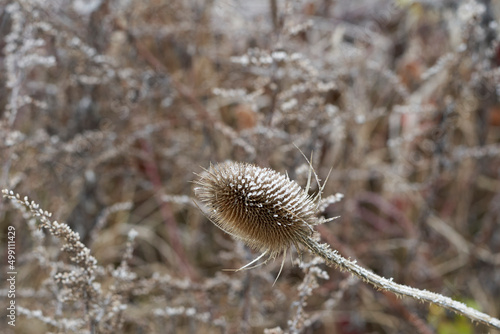 Wilde Karde, Dipsacus fullonum photo