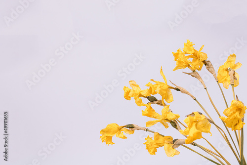 Dried daffodil flowers on pastel purple background with copy space. Blooming spring is over. Minimal narcissus flower layout. © Andjela
