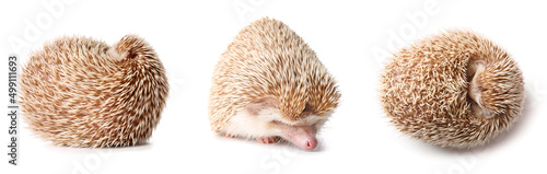 Fotografie, Obraz Set of cute hedgehog isolated on white