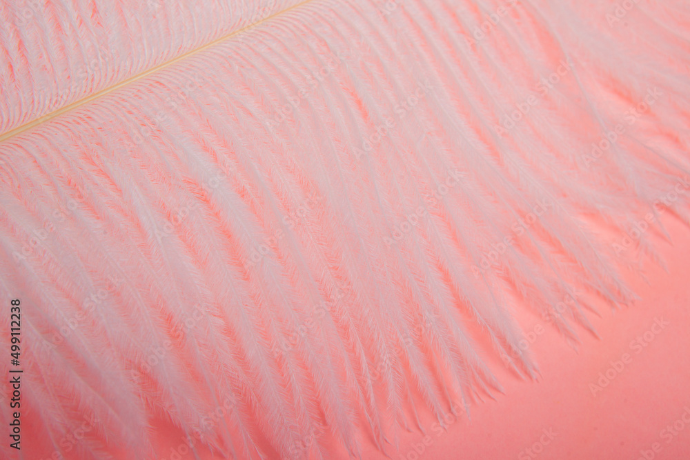 Ostrich colored feathers on a white background. A pen on an isolated background. Ostrich