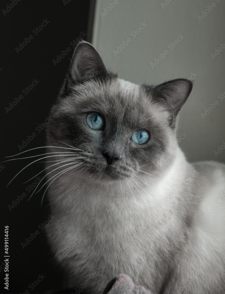 Siam Katze blaue Augen