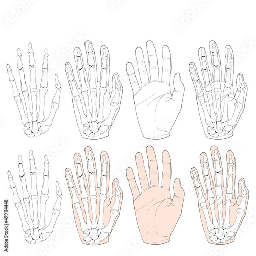 手と骨の解剖学的イラストセット photo