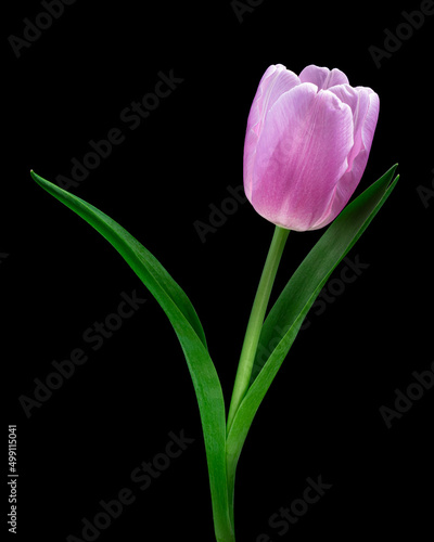 Beautiful pink blooming tulip with green stem and leaves isolated on black background. Studio close-up shot.