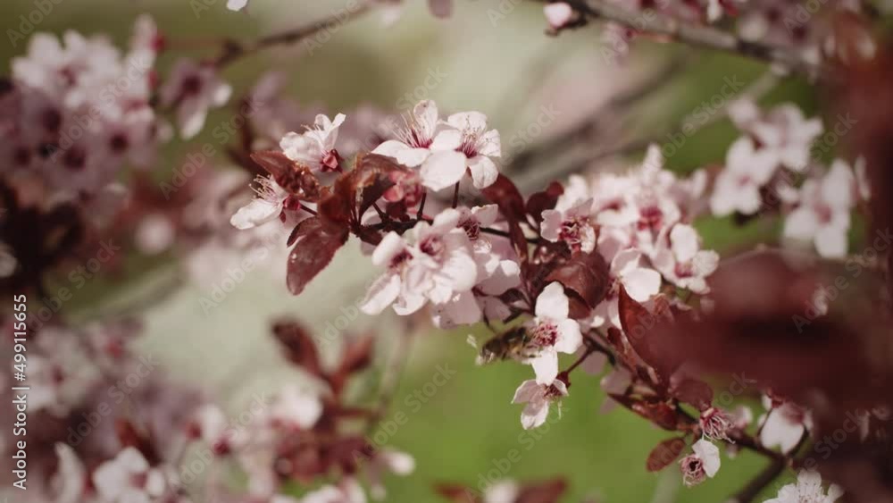 A bee crawling from blossom to blossom on a tree branch which is moving in the wind. A bee crawling from blossom to blossom on a tree branch which is moving in the wind.