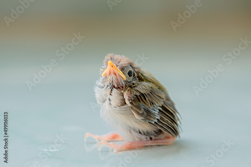 A baby bird is born that cannot fly.