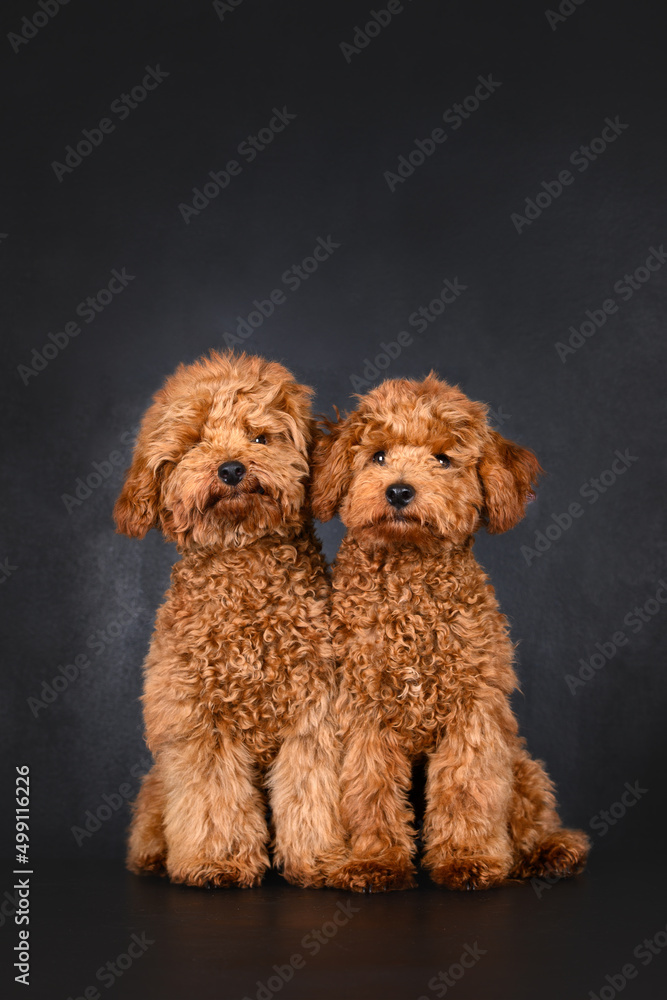 two cute poodle puppies sitting on black background