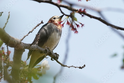 chestnut cheeked starling on branch