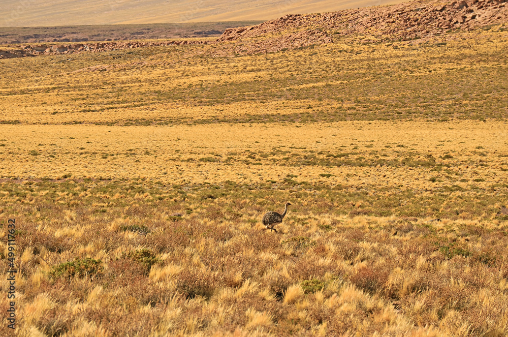 Puna Rhea or Rhea Tarapacensis, a Close Relative of  Lesser Rhea Bird in Atacama desert, Los Flamencos National Reserve, Antofagasta region, Chile